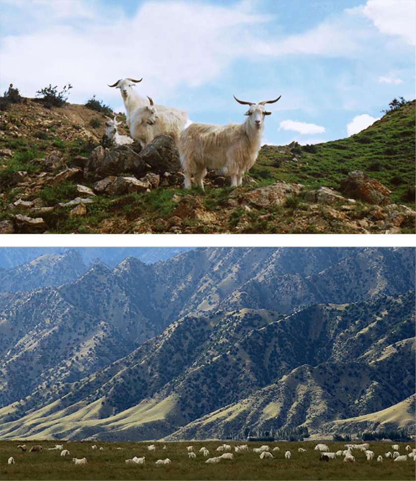 夏と冬の温度差が激しい山岳地帯で自然に近い状態で飼育されているカシミヤ山羊